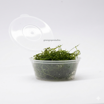 Java moss Greengrapesstudios