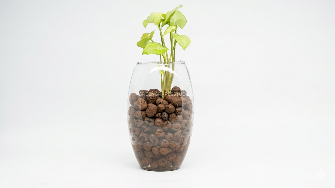 leca ball for plant