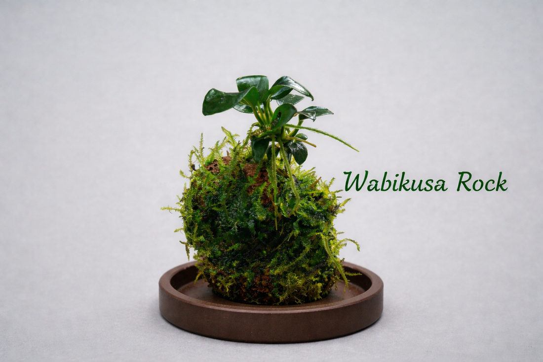 Wabi-kusa Anubias (4 Months old rooted plant) Greengrapesstudios
