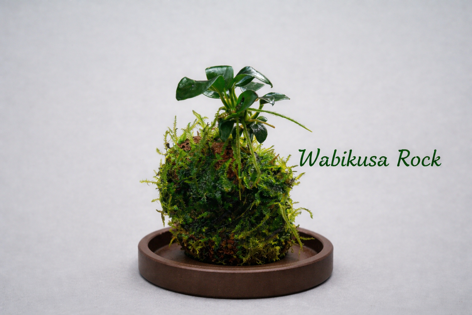 Wabi-kusa Anubias (4 Months old rooted plant) Greengrapesstudios